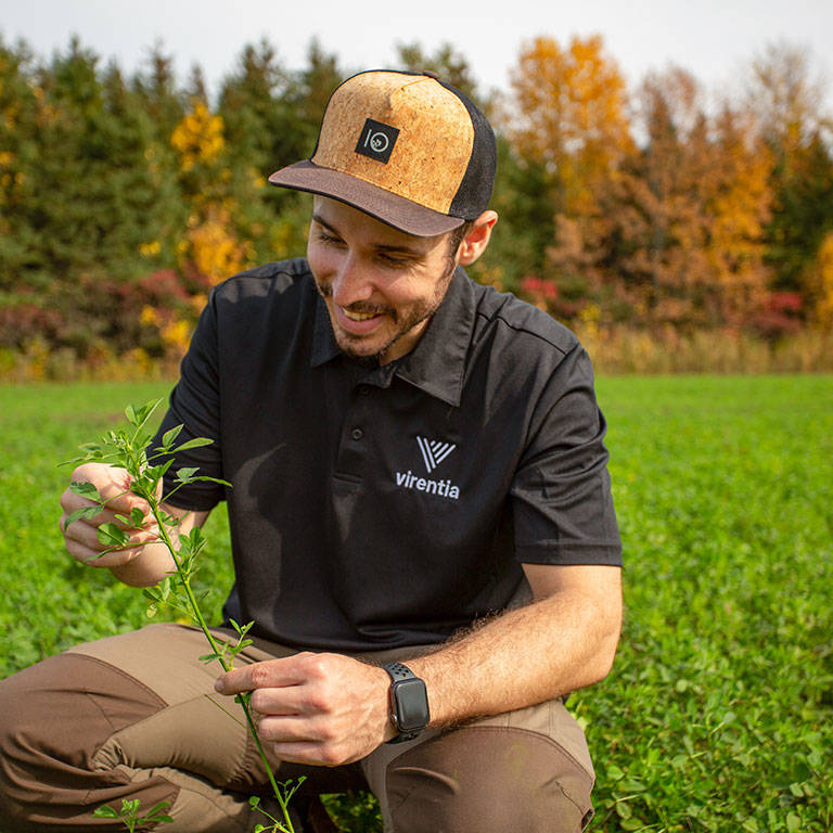 Team member from Virentia in a alfalfa field